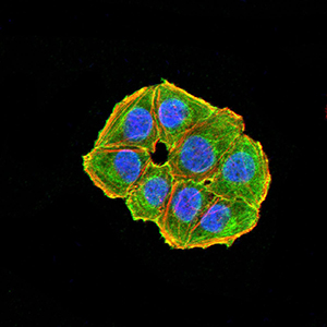 NAA10 / ARD1A Antibody - Immunofluorescence analysis of Hela cells using NAA10 mouse mAb (green). Blue: DRAQ5 fluorescent DNA dye. Red: Actin filaments have been labeled with Alexa Fluor- 555 phalloidin. Secondary antibody from Fisher