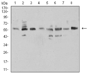 NAA10 / ARD1A Antibody - Western blot analysis using NAA10 mouse mAb against HCT116 (1), COS7 (2), HEK293 (3), HL-60 (4), MCF-7 (5), Hela (6), NIH/3T3 (7), and C2C12 (8) cell lysate.