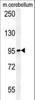 NAA25 Antibody - C12orf30 Antibody western blot of mouse cerebellum tissue lysates (15 ug/lane). The C12orf30 antibody detected C12orf30 protein (arrow).