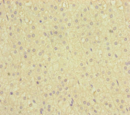 NAA25 Antibody - Immunohistochemistry of paraffin-embedded human adrenal gland tissue at dilution of 1:100