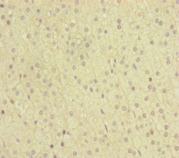 NAA25 Antibody - Immunohistochemistry of paraffin-embedded human adrenal gland tissue at dilution of 1:100