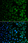 NAA40 Antibody - Immunofluorescence analysis of A549 cells.