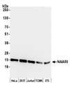 NAA50 / NAT13 / SAN Antibody - Detection of human and mouse NAA50 by western blot. Samples: Whole cell lysate (15 µg) from HeLa, HEK293T, Jurkat, mouse TCMK-1, and mouse NIH 3T3 cells prepared using NETN lysis buffer. Antibody: Affinity purified rabbit anti-NAA50 antibody used for WB at 1:1000. Detection: Chemiluminescence with an exposure time of 10 seconds.