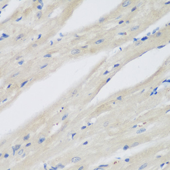 NAA50 / NAT13 / SAN Antibody - Immunohistochemistry of paraffin-embedded mouse heart.