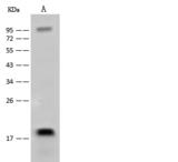 NAA50 / NAT13 / SAN Antibody - Lane A: K562 Whole Cell Lysate. Lysates/proteins at 30 ug per lane. Secondary: Goat Anti-Rabbit IgG (H+L)/HRP at 1/10000 dilution. Developed using the ECL technique. Performed under reducing conditions. Predicted band size: 19 kDa. Observed band size: 19 kDa.