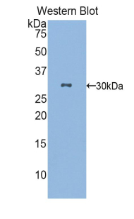 NAAA / ASAHL Antibody - Western blot of recombinant NAAA / ASAHL.  This image was taken for the unconjugated form of this product. Other forms have not been tested.