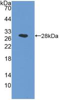 NAAA / ASAHL Antibody - Western Blot; Sample: Recombinant NAAA, Human.