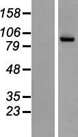 NAALAD2 Protein - Western validation with an anti-DDK antibody * L: Control HEK293 lysate R: Over-expression lysate