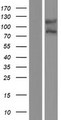 NAALADL / NAALADL1 Protein - Western validation with an anti-DDK antibody * L: Control HEK293 lysate R: Over-expression lysate