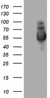 NAB1 Antibody - HEK293T cells were transfected with the pCMV6-ENTRY control (Left lane) or pCMV6-ENTRY NAB1 (Right lane) cDNA for 48 hrs and lysed. Equivalent amounts of cell lysates (5 ug per lane) were separated by SDS-PAGE and immunoblotted with anti-NAB1.