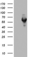 NAB1 Antibody - HEK293T cells were transfected with the pCMV6-ENTRY control (Left lane) or pCMV6-ENTRY NAB1 (Right lane) cDNA for 48 hrs and lysed. Equivalent amounts of cell lysates (5 ug per lane) were separated by SDS-PAGE and immunoblotted with anti-NAB1.