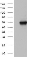 NAB1 Antibody - HEK293T cells were transfected with the pCMV6-ENTRY control (Left lane) or pCMV6-ENTRY NAB1 (Right lane) cDNA for 48 hrs and lysed. Equivalent amounts of cell lysates (5 ug per lane) were separated by SDS-PAGE and immunoblotted with anti-NAB1.