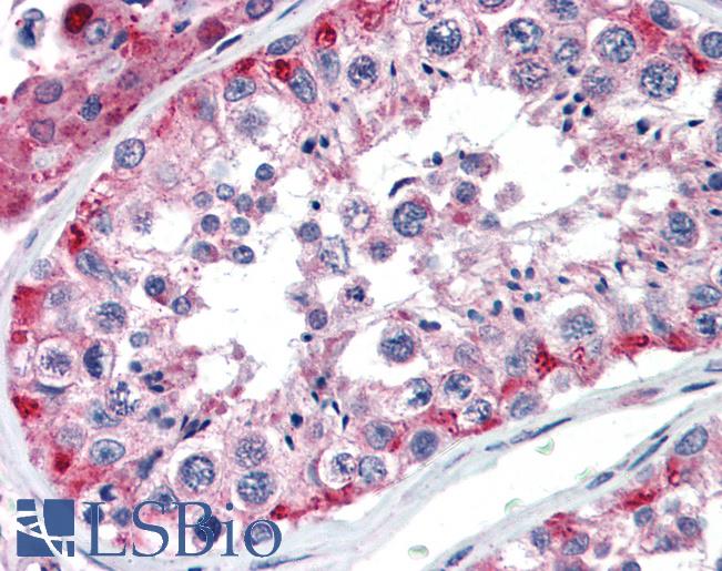 NAB1 Antibody - Anti-NAB1 antibody IHC of human testis. Immunohistochemistry of formalin-fixed, paraffin-embedded tissue after heat-induced antigen retrieval. Antibody concentration 5 ug/ml.  This image was taken for the unconjugated form of this product. Other forms have not been tested.