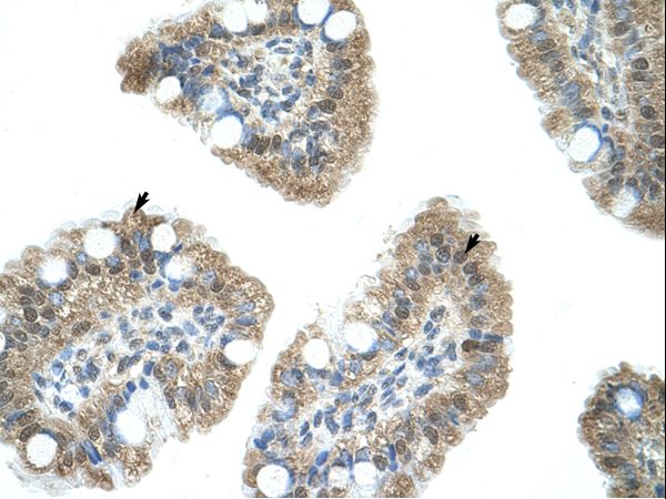NAB1 Antibody - Human Intestine.  This image was taken for the unconjugated form of this product. Other forms have not been tested.