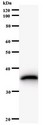NAB1 Antibody - Western blot of immunized recombinant protein using NAB1 antibody.