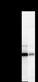 NAB1 Antibody - Detection of NAB1 by Western blot. Samples: Whole cell lysate from human HEK293 (H, 25 ug) and rat F2408 (R, 25 ug) cells. Predicted molecular weight: 54 kDa