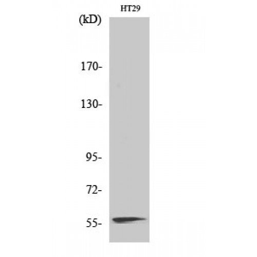 NAB2 Antibody - Western blot of NAB2 antibody