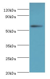 NAB2 Antibody - Western blot. All lanes: NAB2 antibody at 3 ug/ml+HeLa whole cell lysate. Secondary antibody: Goat polyclonal to rabbit at 1:10000 dilution. Predicted band size: 57 kDa. Observed band size: 57 kDa.