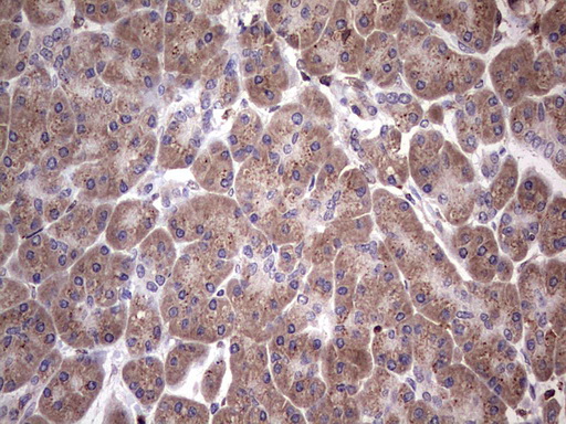 NAB2 Antibody - IHC of paraffin-embedded Human pancreas tissue using anti-NAB2 mouse monoclonal antibody. (Heat-induced epitope retrieval by 1 mM EDTA in 10mM Tris, pH8.5, 120°C for 3min).