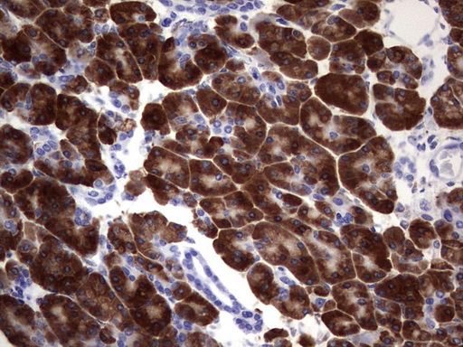 NAB2 Antibody - IHC of paraffin-embedded Human pancreas tissue using anti-NAB2 mouse monoclonal antibody. (Heat-induced epitope retrieval by 1 mM EDTA in 10mM Tris, pH8.5, 120°C for 3min).