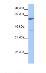 NAB2 Antibody - Fetal heart lysate. Antibody concentration: 1.0 ug/ml. Gel concentration: 12%.  This image was taken for the unconjugated form of this product. Other forms have not been tested.
