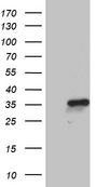 NABP1 / OBFC2A Antibody - HEK293T cells were transfected with the pCMV6-ENTRY control. (Left lane) or pCMV6-ENTRY NABP1. (Right lane) cDNA for 48 hrs and lysed. Equivalent amounts of cell lysates. (5 ug per lane) were separated by SDS-PAGE and immunoblotted with anti-NABP1. (1:2000)