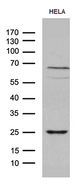 NABP1 / OBFC2A Antibody - Western blot analysis of extracts. (35ug) from HELA cell line by using anti-NABP1 monoclonal antibody. (1:500)