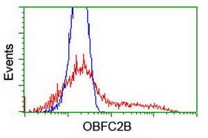 NABP2 Antibody - HEK293T cells transfected with either overexpress plasmid (Red) or empty vector control plasmid (Blue) were immunostained by anti-OBFC2B antibody, and then analyzed by flow cytometry.