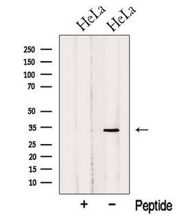 NABP2 Antibody - Western blot analysis of extracts of HeLa cells using OBFC2B antibody. The lane on the left was treated with blocking peptide.