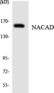 NACAD Antibody - Western blot analysis of the lysates from HeLa cells using NACAD antibody.