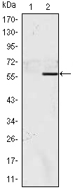 NACC1 / NAC1 Antibody - Western blot using NACC1 monoclonal antibody against HEK293 (1) and NACC1(AA: 165-438)-hIgGFc transfected HEK293 (2) cell lysate.