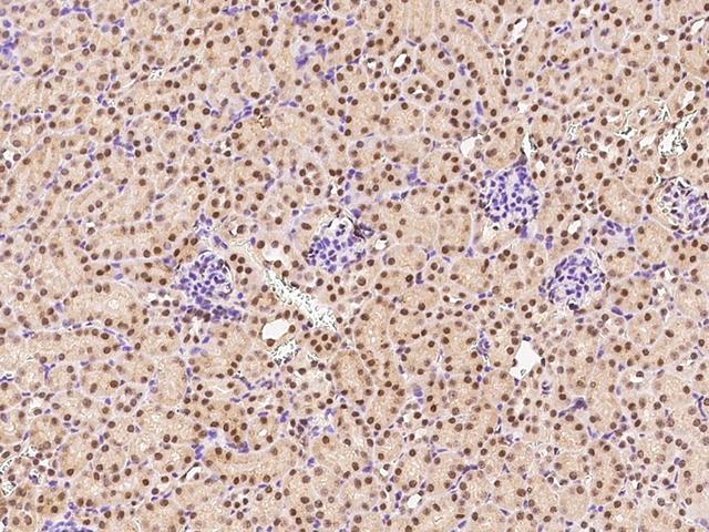 NACC1 / NAC1 Antibody - Immunochemical staining of mouse NACC1 in mouse kidney with rabbit polyclonal antibody at 1:1000 dilution, formalin-fixed paraffin embedded sections.