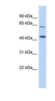 NADK2 / C5orf33 Antibody - C5orf33 antibody Western blot of HepG2 cell lysate. This image was taken for the unconjugated form of this product. Other forms have not been tested.