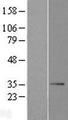 NADK2 / C5orf33 Protein - Western validation with an anti-DDK antibody * L: Control HEK293 lysate R: Over-expression lysate