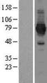 NADSYN1 / NAD Synthetase Protein - Western validation with an anti-DDK antibody * L: Control HEK293 lysate R: Over-expression lysate
