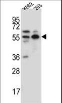 NAE1 / APPBP1 Antibody - NAE1 Antibody western blot of K562,293 cell line lysates (35 ug/lane). The NAE1 antibody detected the NAE1 protein (arrow).