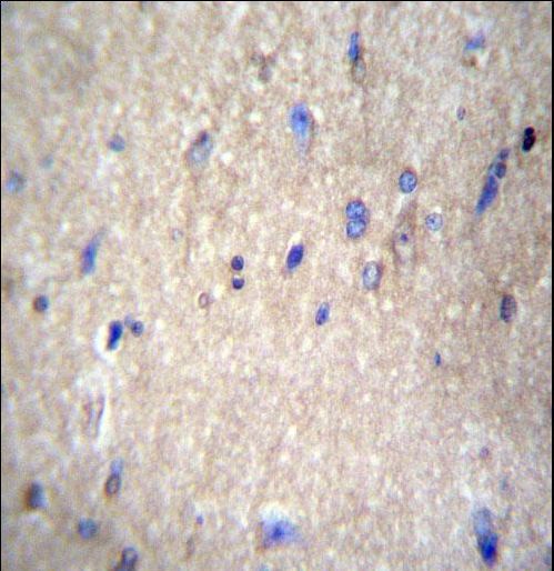 NAE1 / APPBP1 Antibody - NAE1 Antibody immunohistochemistry of formalin-fixed and paraffin-embedded human brain tissue followed by peroxidase-conjugated secondary antibody and DAB staining.