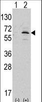 NAE1 / APPBP1 Antibody - Western blot of APPBP1 (arrow) using rabbit polyclonal APPBP1 Antibody. 293 cell lysates (2 ug/lane) either nontransfected (Lane 1) or transiently transfected with the APPBP1 gene (Lane 2) (Origene Technologies).