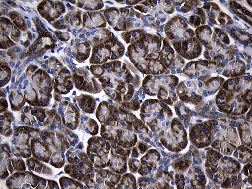 NAF-1 / CISD2 Antibody - Immunohistochemical staining of paraffin-embedded Human pancreas tissue within the normal limits using anti-CISD2 mouse monoclonal antibody. (Heat-induced epitope retrieval by 1mM EDTA in 10mM Tris buffer. (pH8.5) at 120°C for 3 min. (1:500)