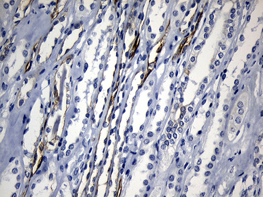 NAF-1 / CISD2 Antibody - Immunohistochemical staining of paraffin-embedded Human Kidney tissue within the normal limits using anti-CISD2 mouse monoclonal antibody. (Heat-induced epitope retrieval by 1mM EDTA in 10mM Tris buffer. (pH8.5) at 120°C for 3 min. (1:500)