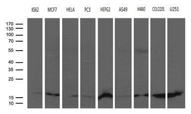 NAF-1 / CISD2 Antibody - Western blot analysis of extracts. (35ug) from 9 different cell lines by using anti-CISD2 monoclonal antibody. (1:500)