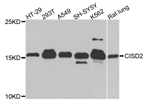 NAF-1 / CISD2 Antibody - Western blot analysis of extracts of various cells.