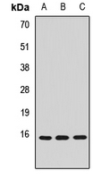 NAF-1 / CISD2 Antibody