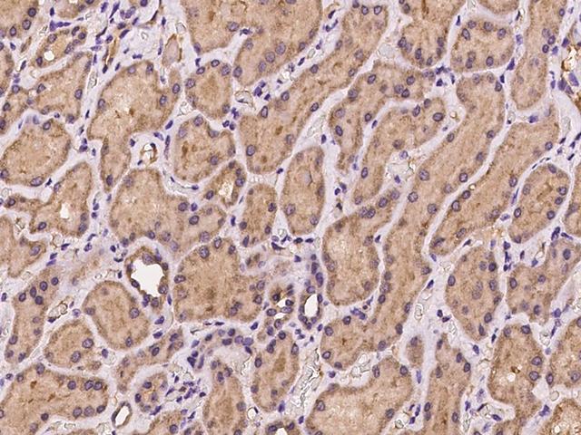 NAF-1 / CISD2 Antibody - Immunochemical staining of human CISD2 in human kidney with rabbit polyclonal antibody at 1:100 dilution, formalin-fixed paraffin embedded sections.