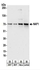 NAF1 Antibody - Detection of Human NAF1 by Western Blot. Samples: Whole cell lysate from 293T (15 and 50 ug), HeLa (50 ug), and Jurkat (50 ug) cells. Antibodies: Affinity purified rabbit anti-NAF1 antibody used for WB at 1 ug/ml. Detection: Chemiluminescence with an exposure time of 30 seconds.