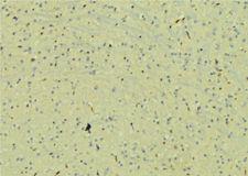 NAG20 / UBAP1 Antibody - 1:100 staining mouse brain tissue by IHC-P. The sample was formaldehyde fixed and a heat mediated antigen retrieval step in citrate buffer was performed. The sample was then blocked and incubated with the antibody for 1.5 hours at 22°C. An HRP conjugated goat anti-rabbit antibody was used as the secondary.