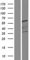 NAG20 / UBAP1 Protein - Western validation with an anti-DDK antibody * L: Control HEK293 lysate R: Over-expression lysate