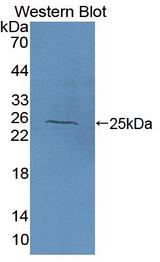 NAGA Antibody - Western Blot; Sample: Recombinant protein.