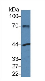 NAGA Antibody - Western Blot; Sample: Human MCF7 cell lysate; Primary Ab: 3µg/ml Rabbit Anti-Mouse NAGa Antibody Second Ab: 0.2µg/mL HRP-Linked Caprine Anti-Rabbit IgG Polyclonal Antibody