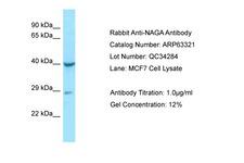 NAGA Antibody -  This image was taken for the unconjugated form of this product. Other forms have not been tested.